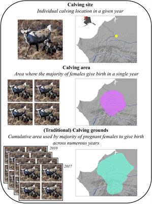 Pronounced Fidelity and Selection for Average Conditions of Calving Area Suggestive of Spatial Memory in a Highly Migratory Ungulate